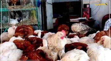 تراجع جديد.. أسعار الدواجن اليوم في أسوان الكيلو يسجل هذا الرقم 1